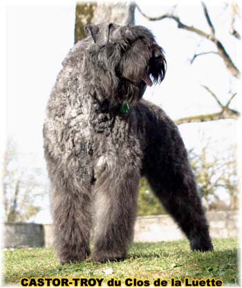 bouvier des flandres du clos de la luette - copyright déposé